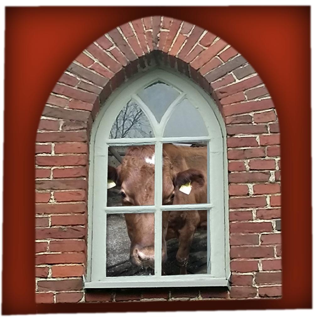 Kellotapulin ikkunasta lehmä kurkistaa 