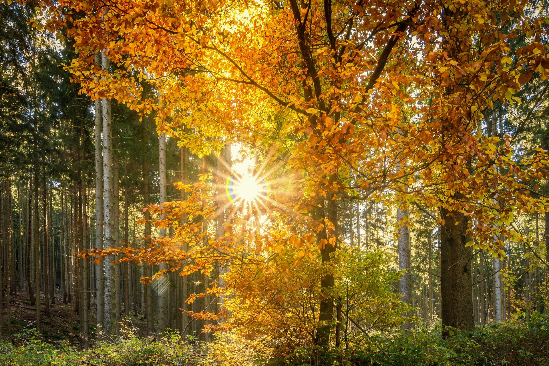 Aurinko paistaa syksyisessä metsässä.