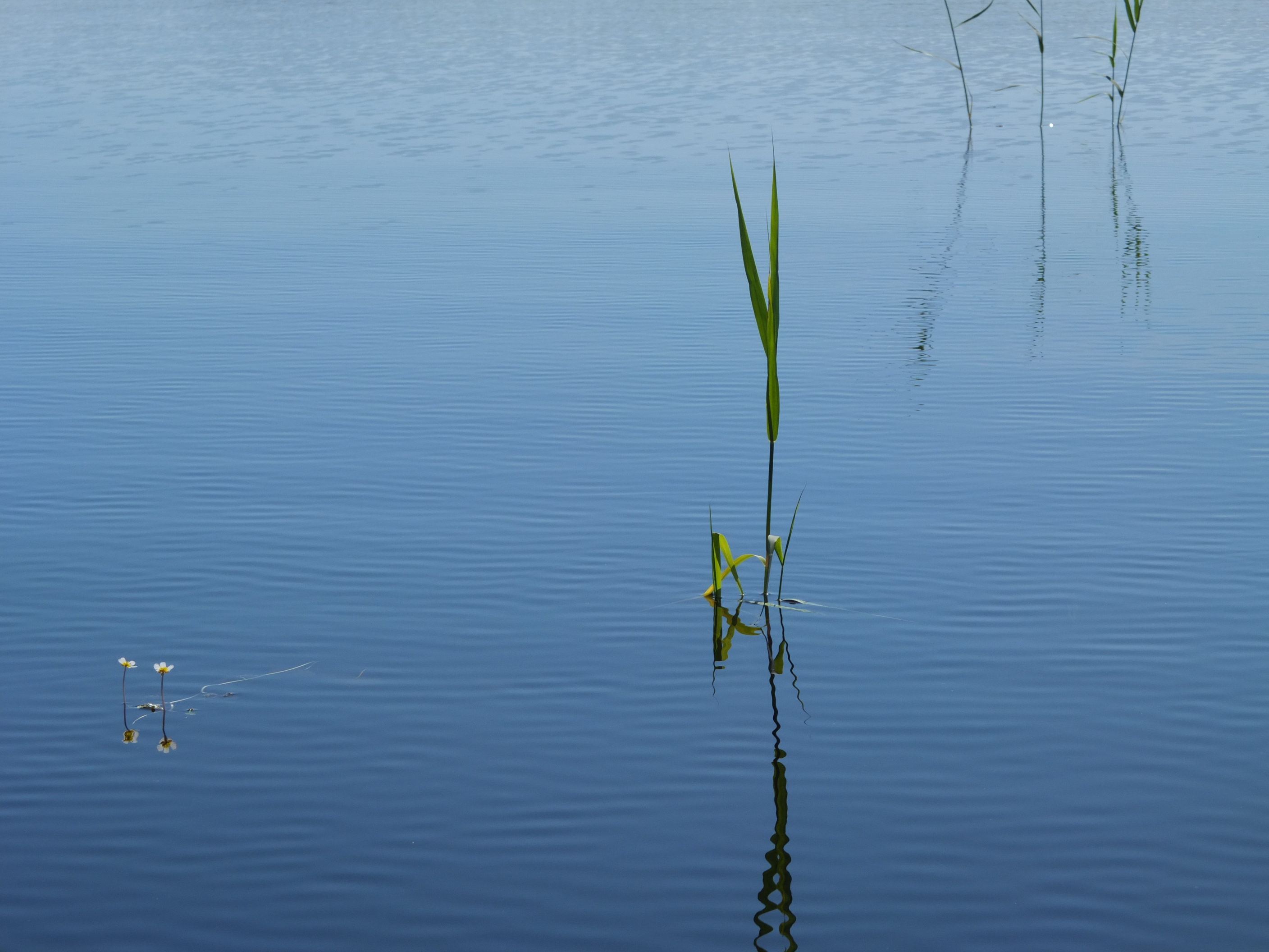 kesäinen Saimaa