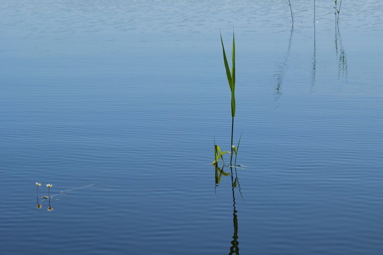 kesäinen Saimaa