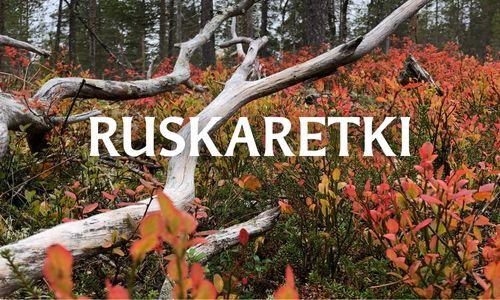 Maaruskaa ja harmaa kelon oksa poikittain varpujen päällä.